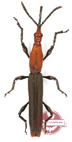 Brenthidae sp. 40 (5 pairs)