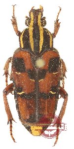 Euselates trifasciata bifasciata