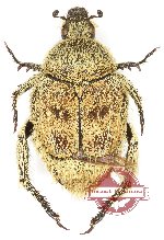 Hopliinae sp. 4