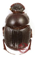 Onthophagus sp. 35