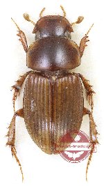 Gilletianus assamensis (5 pcs)