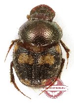 Onthophagus sp.  33 (A-)