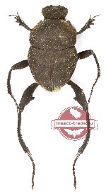 Sisyphus sp. 1 (A-)