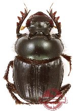 Onthophagus sp. 41