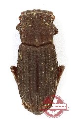 Rhyparus heliophoroides (10 pcs)