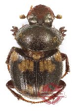 Onthophagus sp. 31 (A2)