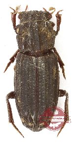 Rhyparus verucosus