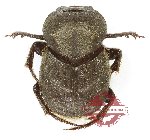 Onthophagus sp. 39 (5 pcs)