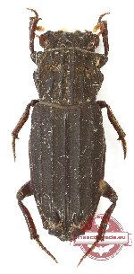 Rhyparus magnus