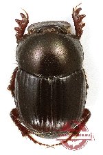 Onthophagus sp. 37 (5 pcs)
