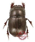 Microcopris sp. 1