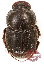 Onthophagus sp. 34 (A-)