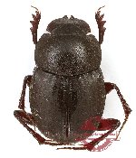 Onthophagus sp. 42 (5 pcs)