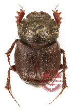 Onthophagus sp. repetekensis (5 pcs)