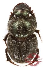 Onthophagus sp. 36 (5 pairs)