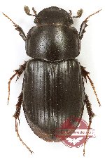 Odontacroccus trisuliensis (A2)