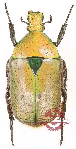 Torynorrhina fulvipilosa