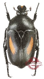 Dilochrosis flanmula
