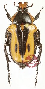 Anochilia (s.str.) incilis