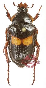 Anochilia (s.str.) viticollis