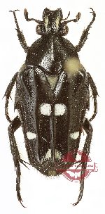 Ixorida (Mecinonota) vidua (5 pcs)