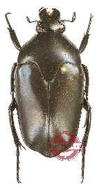 Lomaptera tamiensis