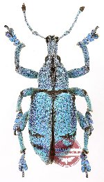 Eupholus sulisi BLUE FORM