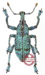 Eupholus sulisi GREEN/BLUE FORM