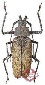 Xixuthrus granulipennis