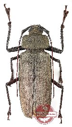 Xixuthrus axis