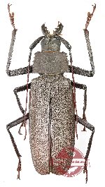 Xixuthrus isyuniarkoi