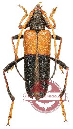 Schmidtiana evertsi (4 pcs)