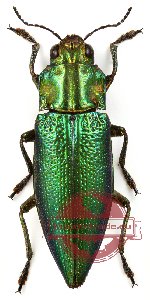 Cyphogastra (s.str.) theryi (5 pcs)