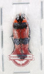 Pseudohyperantha bloettei