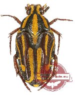 Ixorida (Mecinonota) venerea tapaya PARATYPE