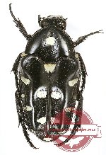 Ixorida (Mecinonota) mindanaoensis (5 pcs)