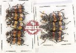 Scientific lot no. 87 Meloidae (8 pcs)