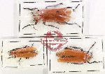 Scientific lot no. 114 Meloidae (3 pcs - 1 pc A2)