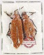 Scientific lot no. 111 Meloidae (1 pair)