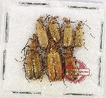 Scientific lot no. 107 Meloidae (7 pcs)