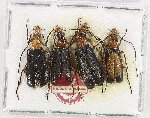 Scientific lot no. 115 Meloidae (4 pcs)