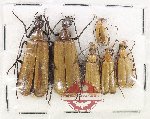 Scientific lot no. 96 Meloidae (6 pcs)