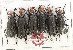 Scientific lot no. 101 Meloidae (6 pcs)