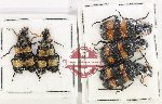 Scientific lot no. 88 Meloidae (5pcs)
