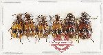 Scientific lot no. 104 Meloidae (6 pcs)