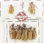 Scientific lot no. 95 Meloidae (7 pcs)