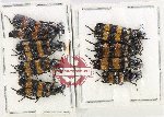 Scientific lot no. 81 Meloidae (8 pcs)