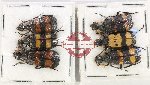 Scientific lot no. 86 Meloidae (6 pcs)