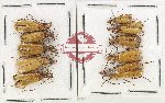 Scientific lot no. 90 Meloidae (10 pcs)