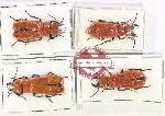Scientific lot no. 113 Meloidae (4 pcs)